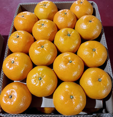 Export Quality kinnow Oranges 10,kg