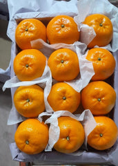 Export Quality kinnow Oranges 10,kg
