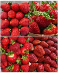 EXPORT QUALITY STRAWBERRY 1 KG