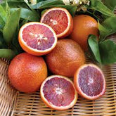 EXPORT QUALITY RED BLOOD MALTA