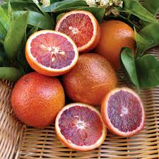 EXPORT QUALITY RED BLOOD MALTA